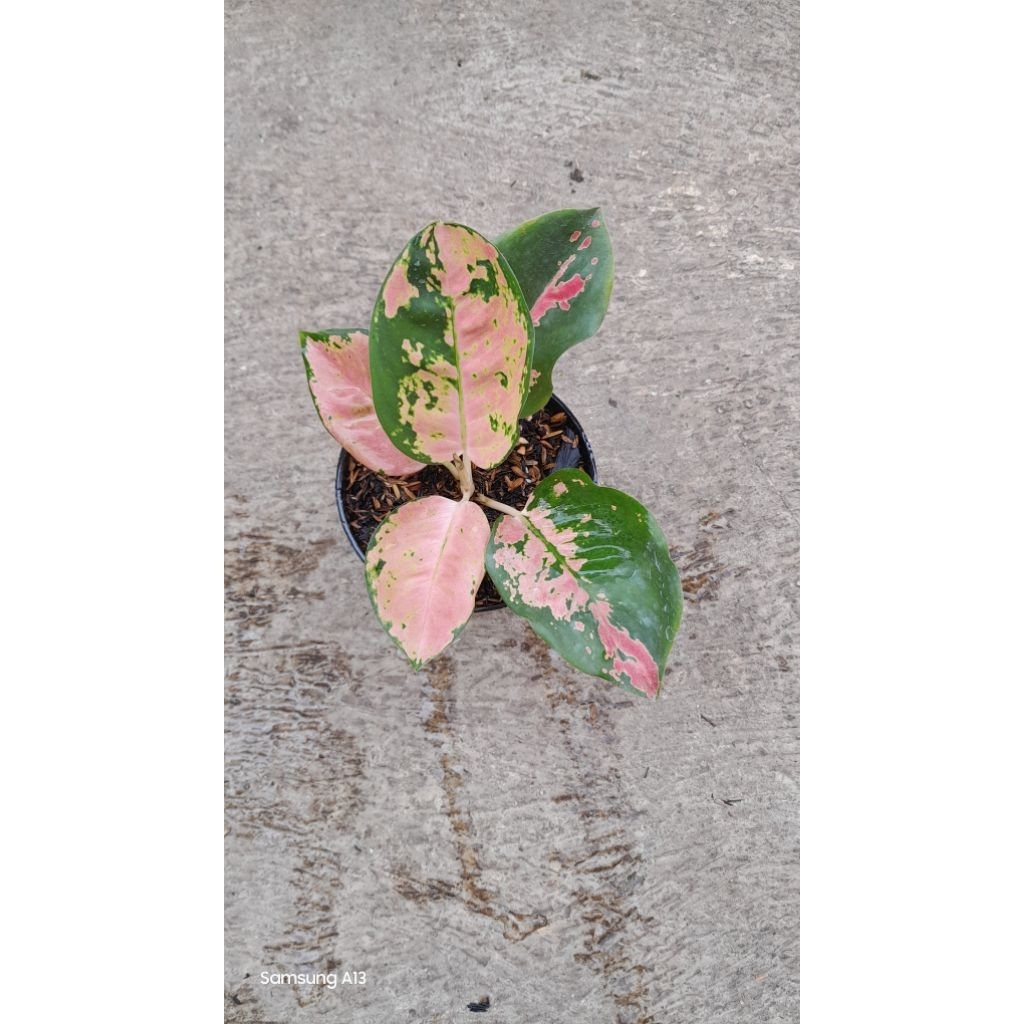 Aglonema Kocin EBONY/EBONI (Size Remaja)