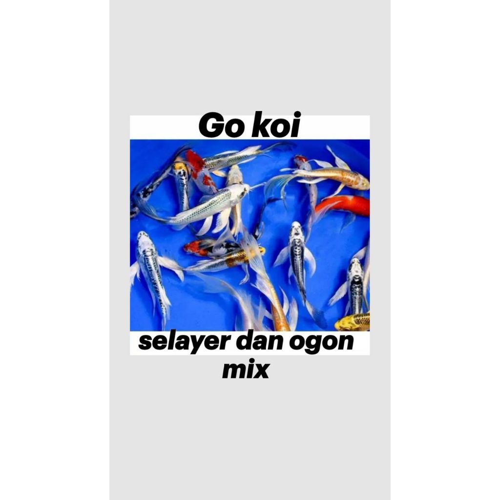 varian koi slayer dan ogon 10-14cm