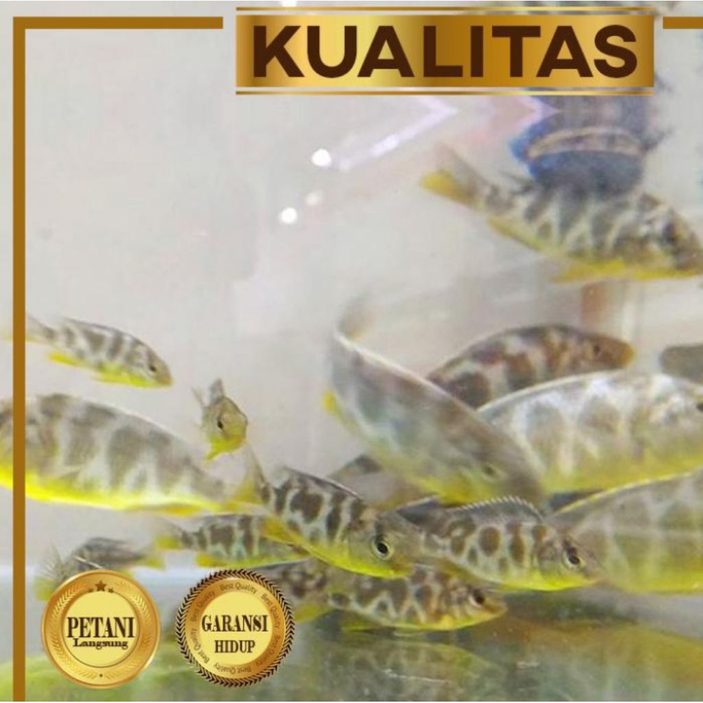 Cichlid Venustus Ikan Hias Aquascape