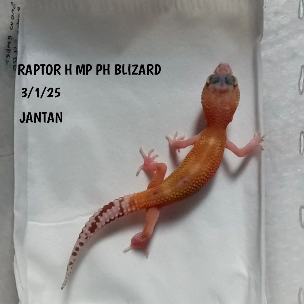 GECKO LEOPARD RAPTOR JUVE