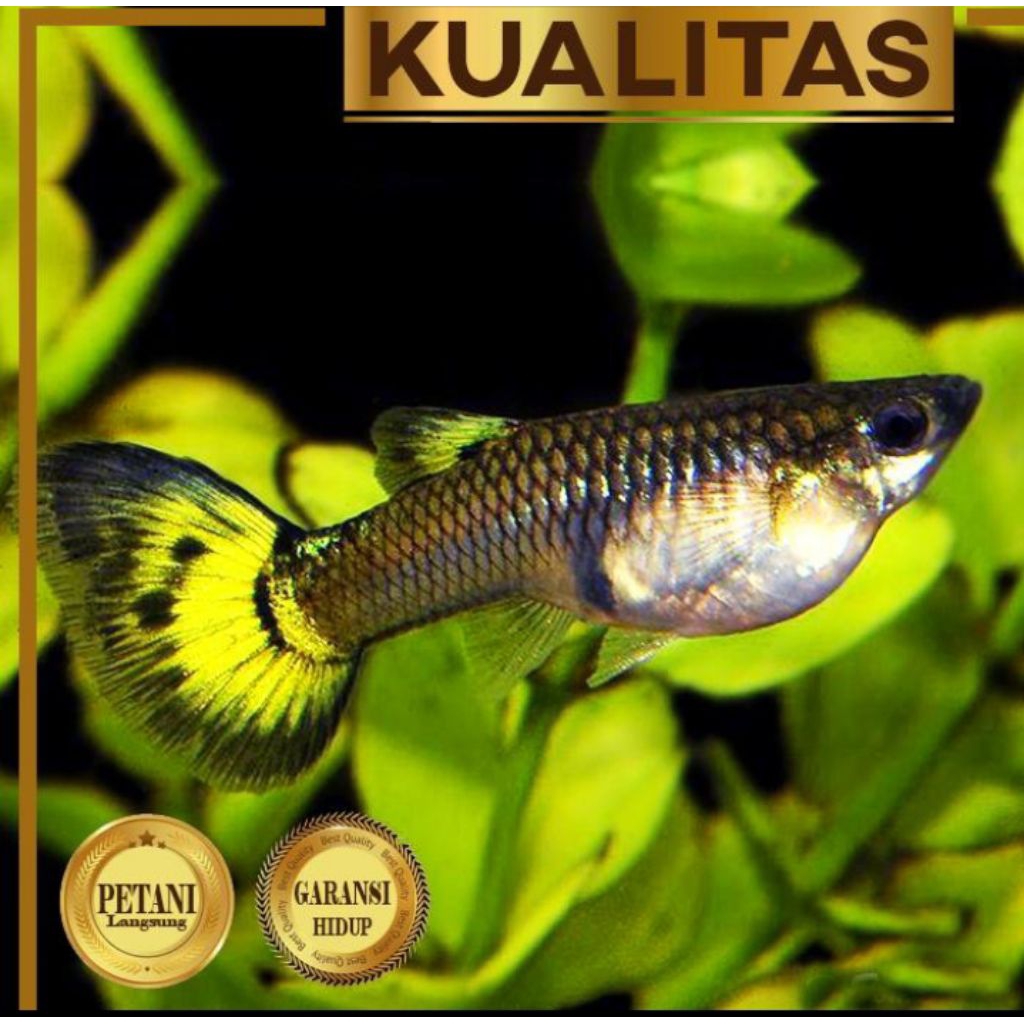 Guppy Yellow TIger Betina Ikan Hias