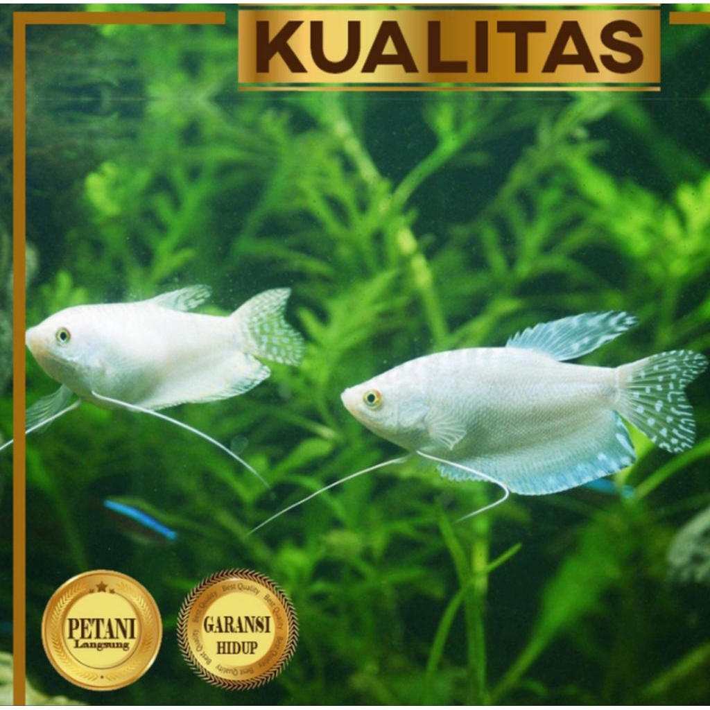 Sepat Platinum Gourami Ikan Hias Aquascape