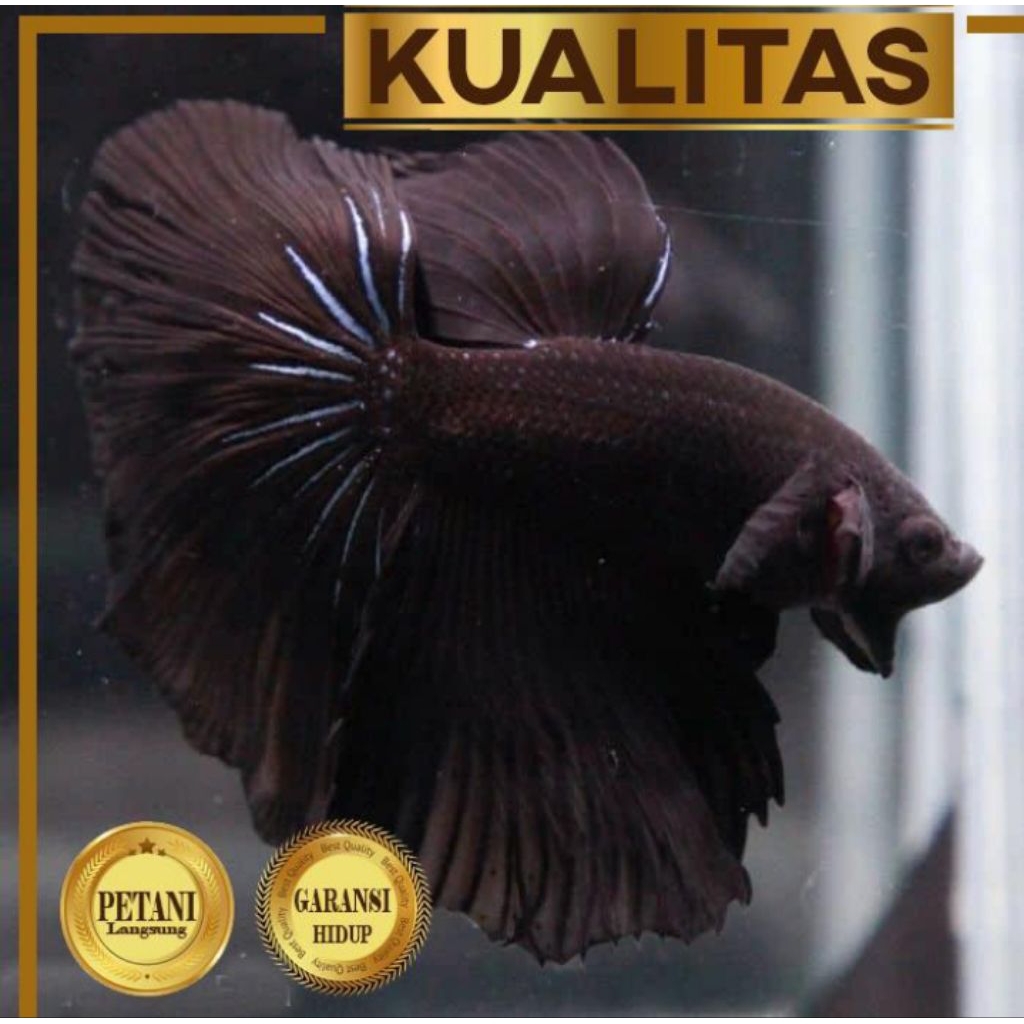 Ikan Cupang Halfmoon Super Black Hiasan