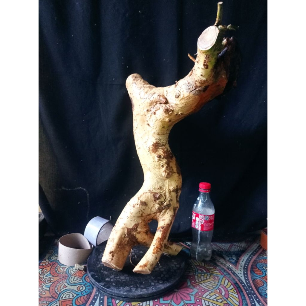 Bahan bonsai serut istimewa besar
