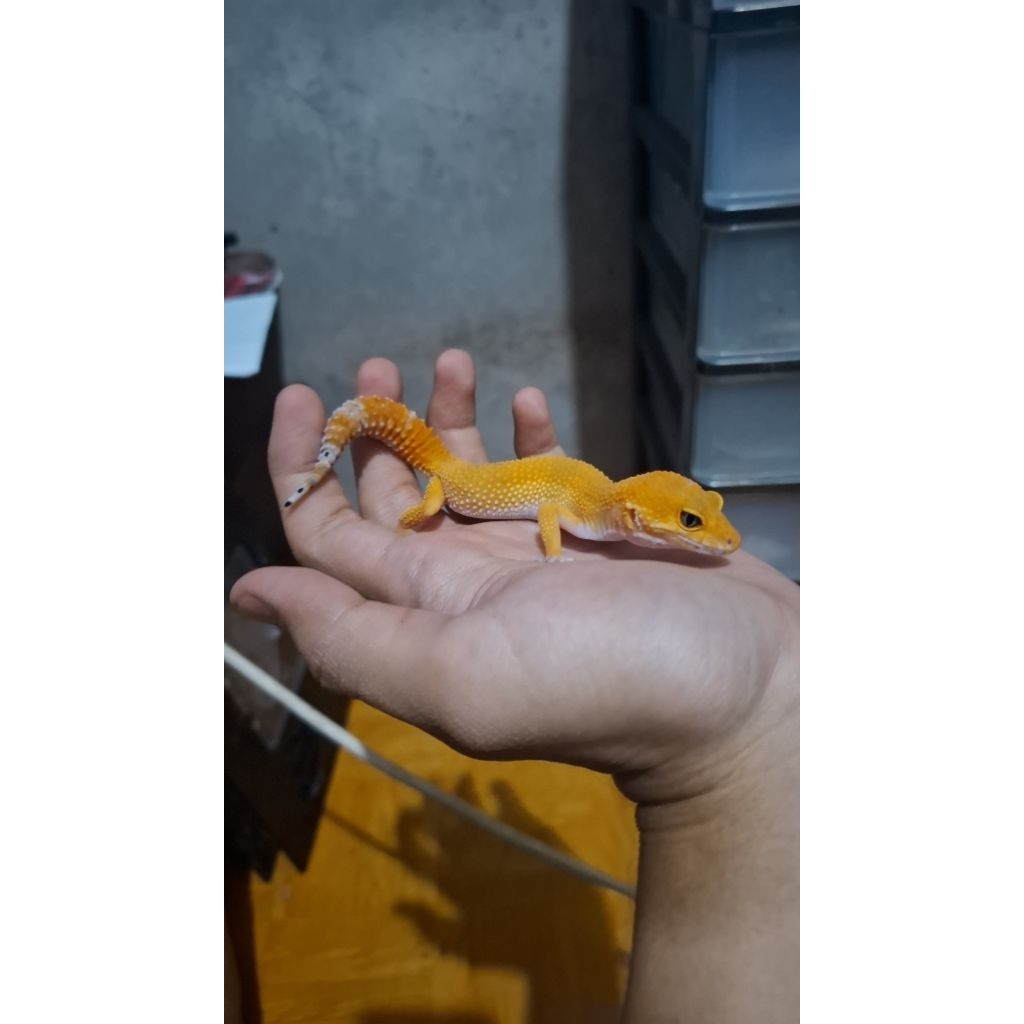 Leopard Gecko Female - SHTCTB Tomato Line - Usia Jelang Ovul Betina Sehat HG001
