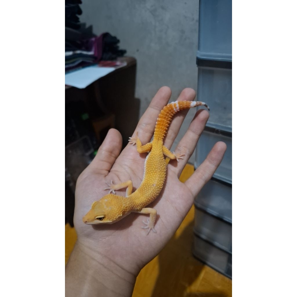 Leopard Gecko Female - Sunglow Tomato Line - Usia Jelang Ovul Betina Sehat HG002