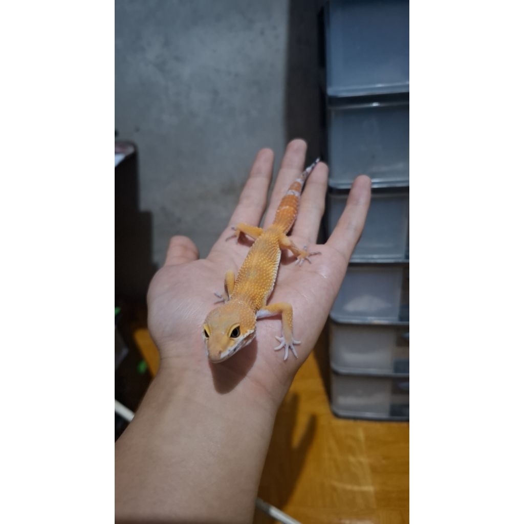 Leopard Gecko Male - SHTCTB Tomato Line - Usia Juve Jantan Sehat HG003
