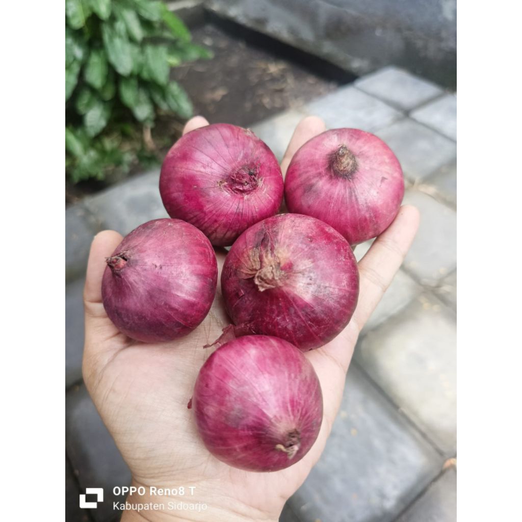Bawang Merah India 1kg