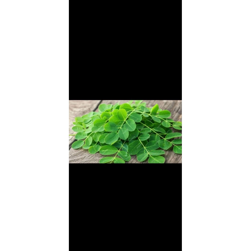 daun kelor segar per 1kg