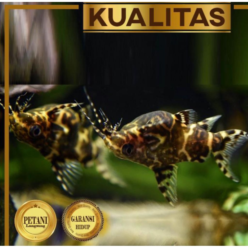 Synodontis Catfish Ikan Hias Hiasan Aquarium