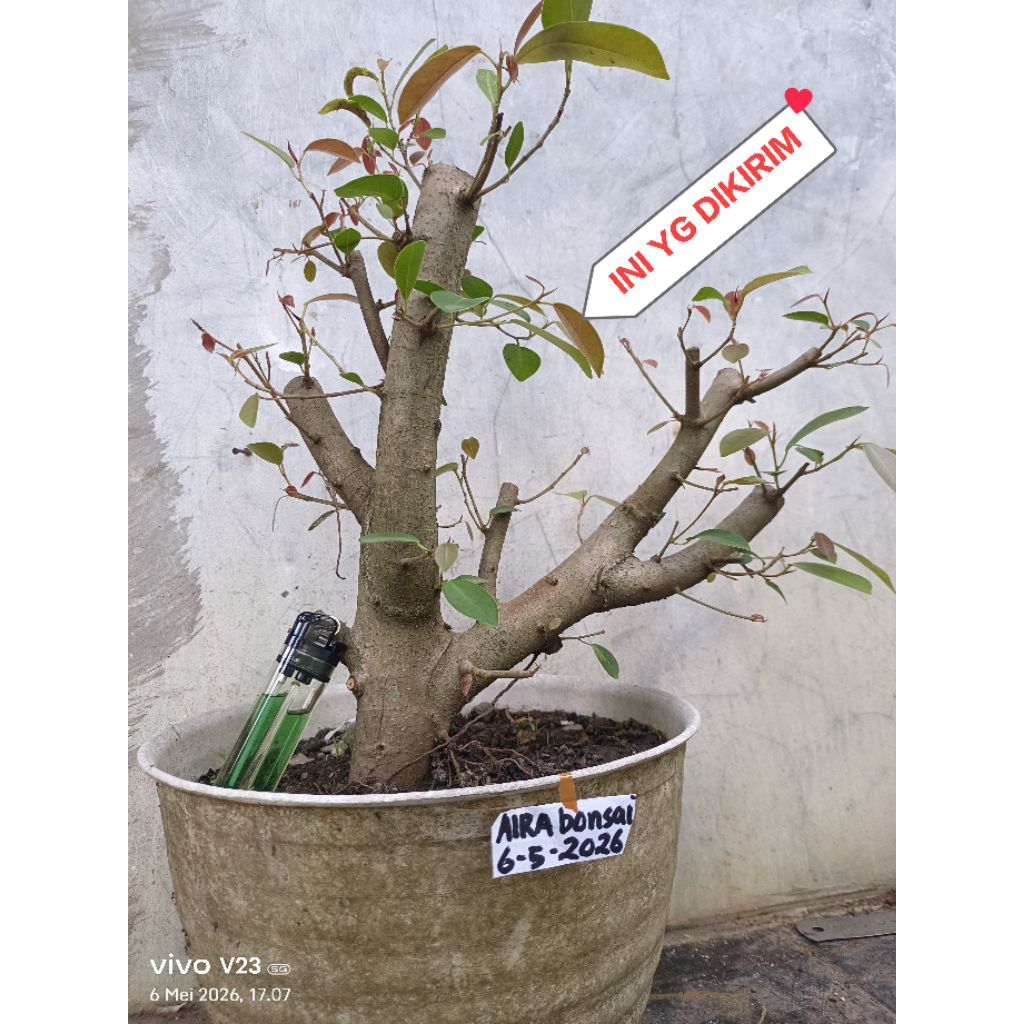 bahan bonsai iprik silver pucuk merah original