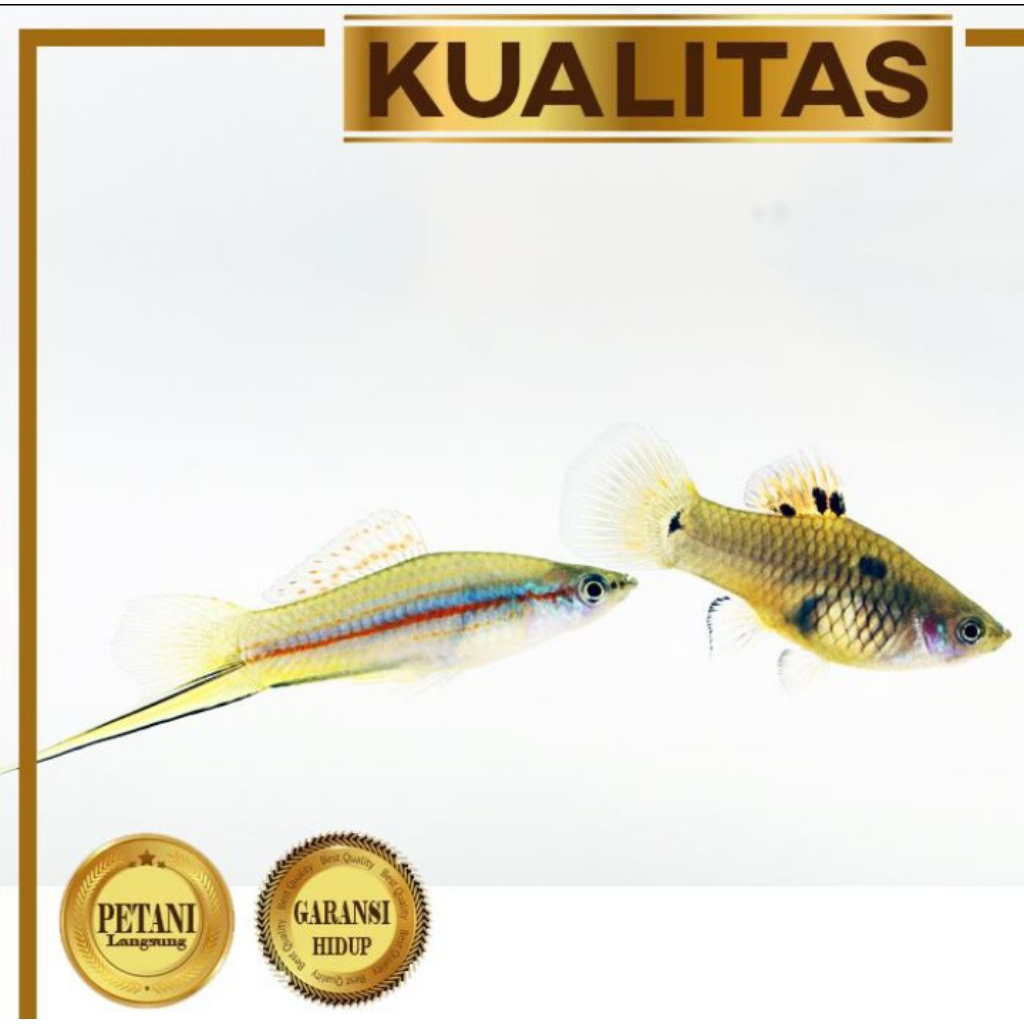 Platy Pedang Hijau Swordtail Ikan Hias