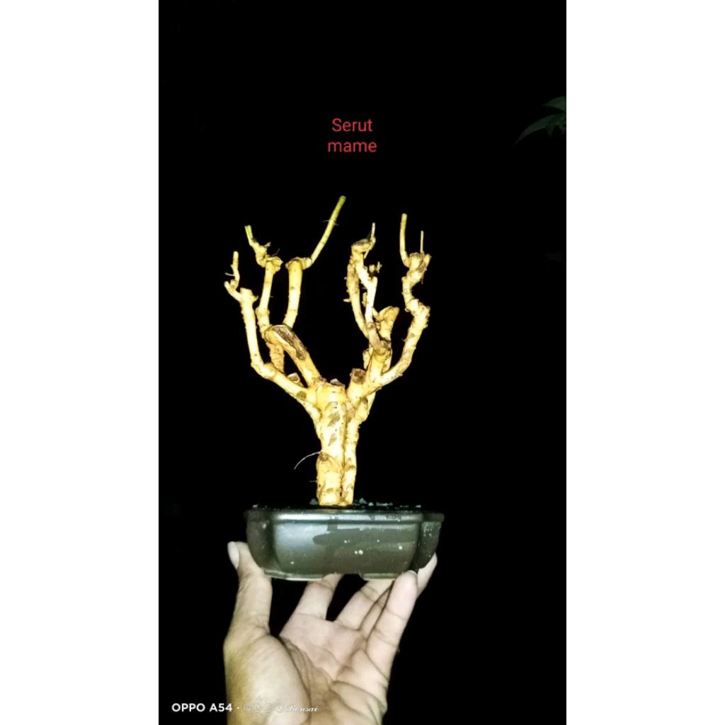 bahan bonsai serut mame