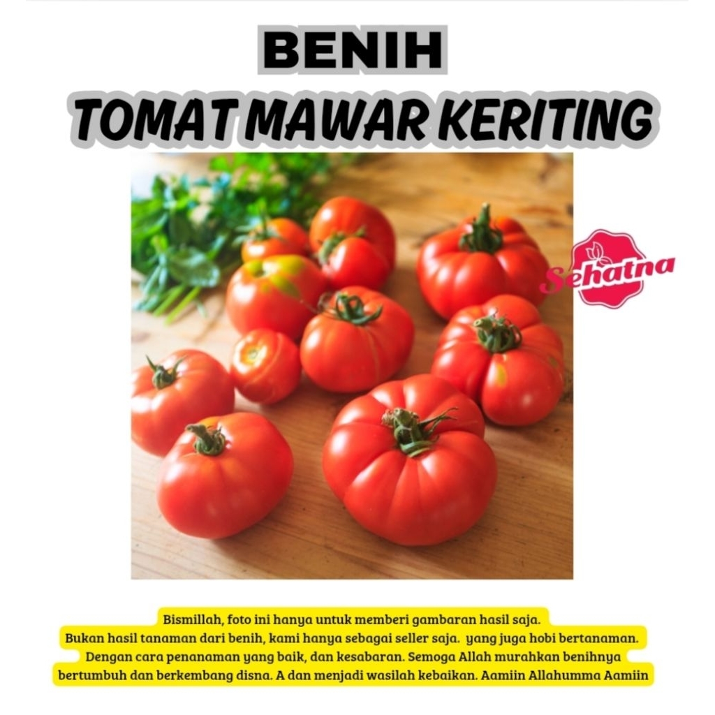 BENIH TOMAT MAWAR KERITING | TOMAT SAYUR | BENIH MAWAR SERIBUAN