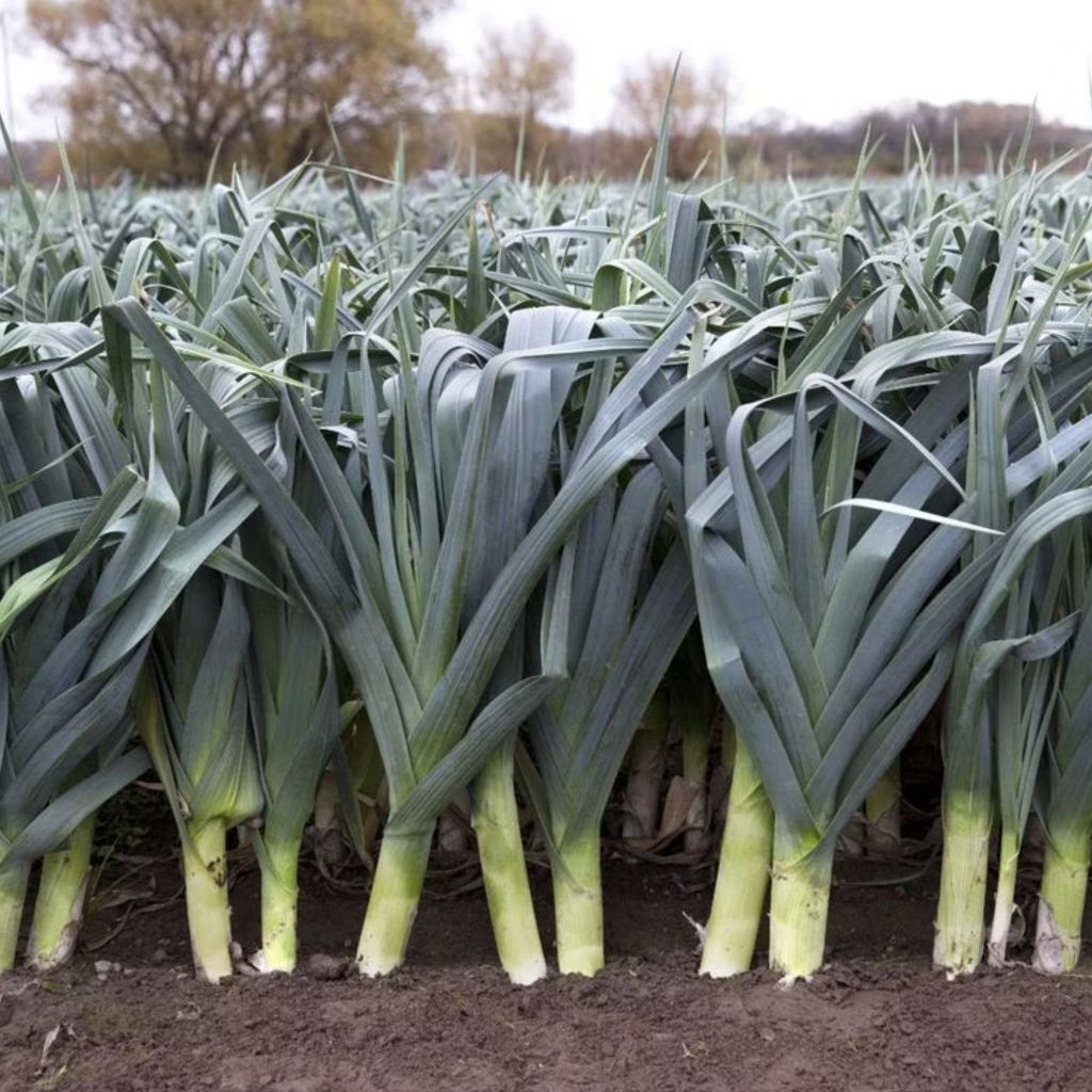 15 BIJI BENIH DAUN BAWANG PREI