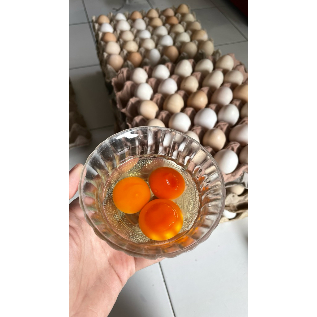 TELUR AYAM KAMPUNG OMEGA