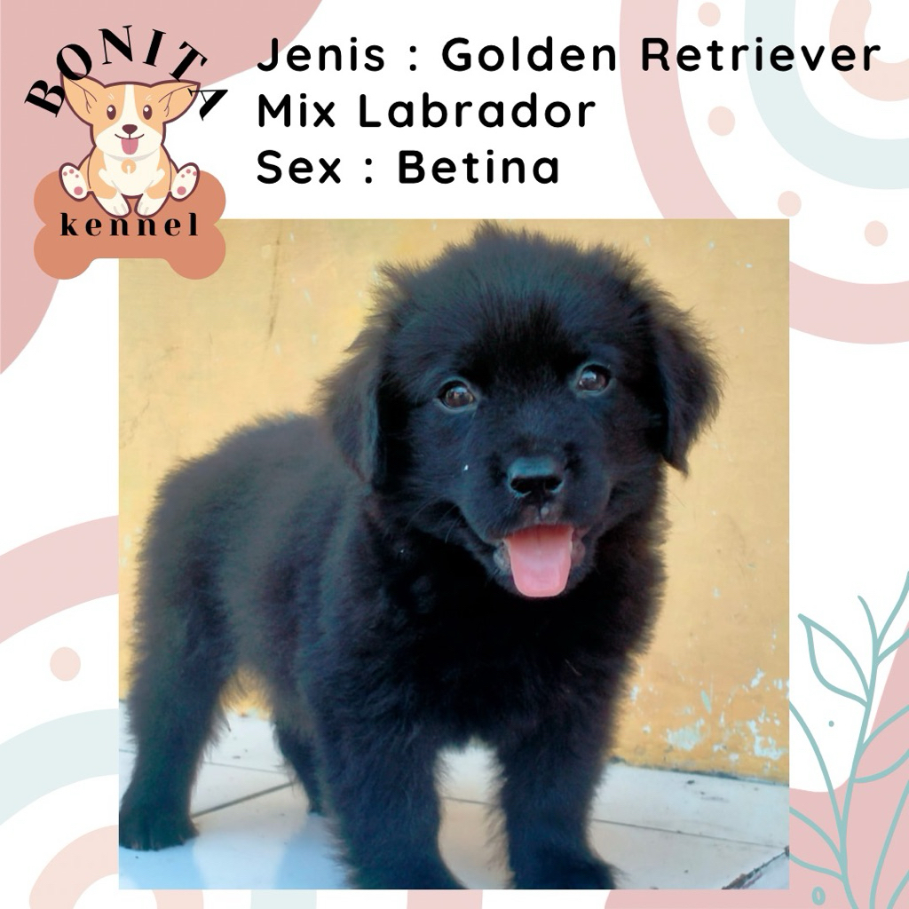 Labrador Mix Golden Retriever Anak Anjing Labrador Mix Golden Jantan Betina