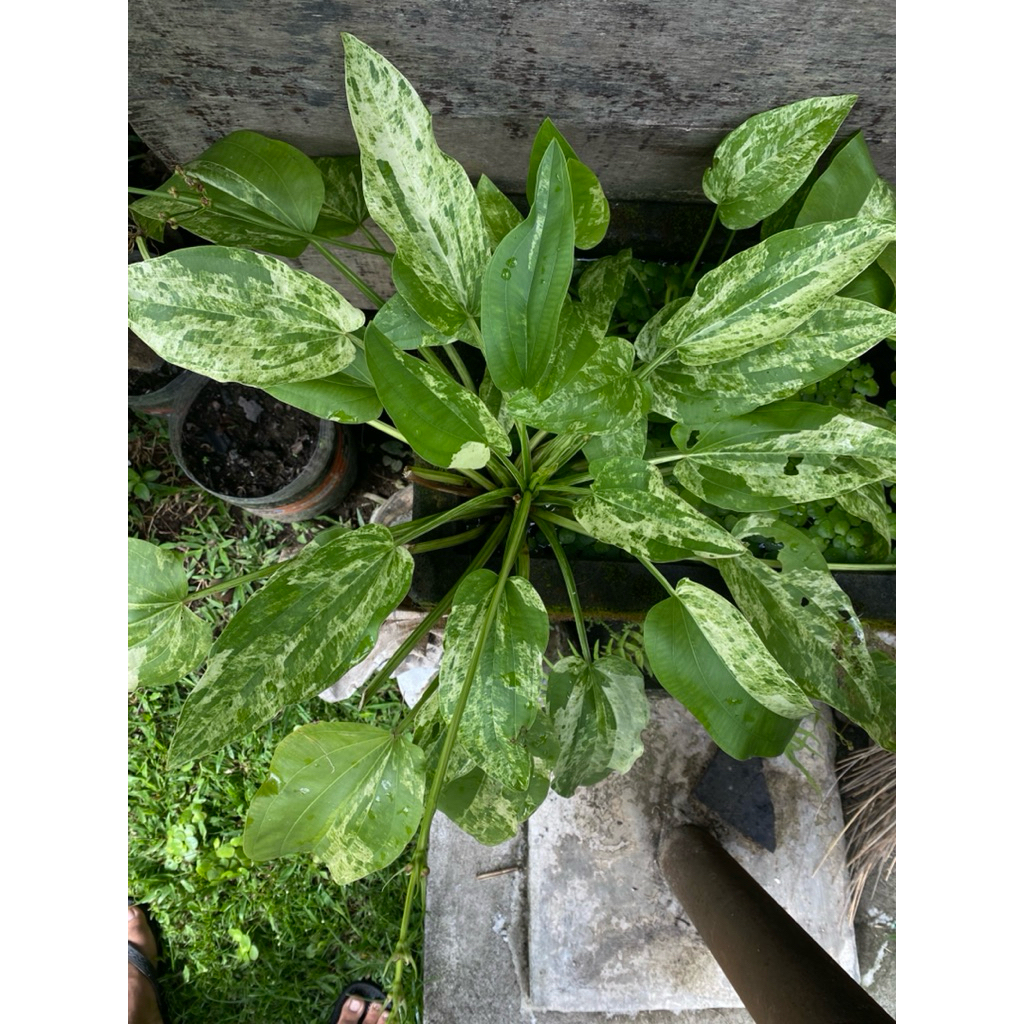 melati air variegata