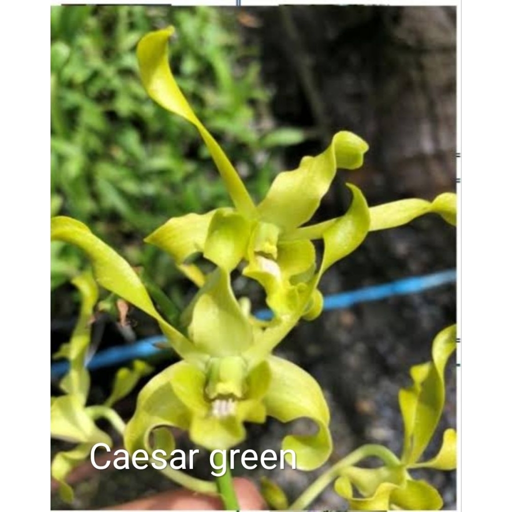 Anggrek Dendrobium id KSR/ caesar green