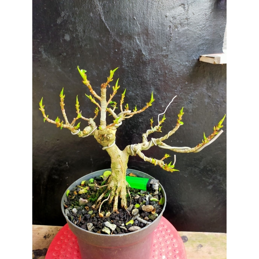bonsai mini ficus dolar/korea