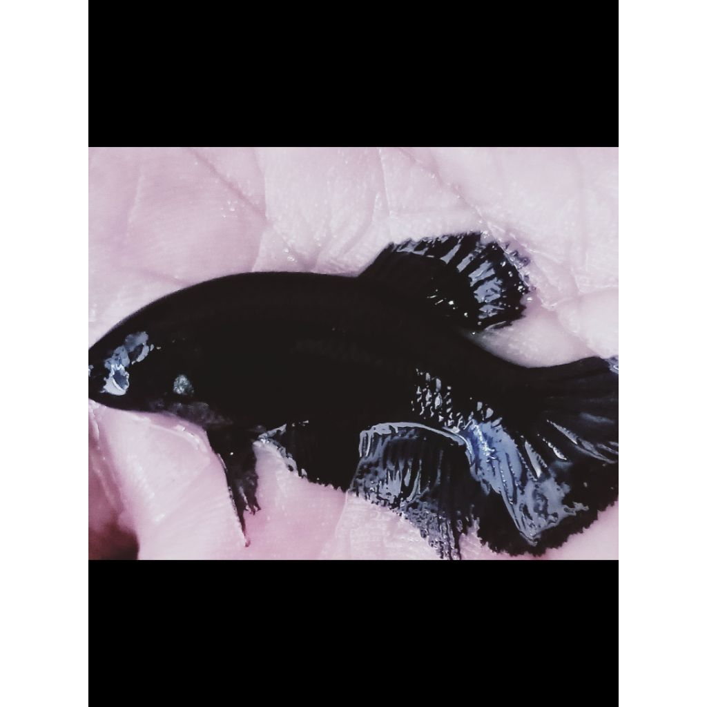cupang plakat super black (betina)