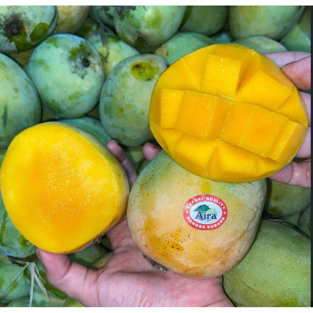 Mangga Gincu Super Fresh 1kg / Mangga Gincu Beraroma Wangi