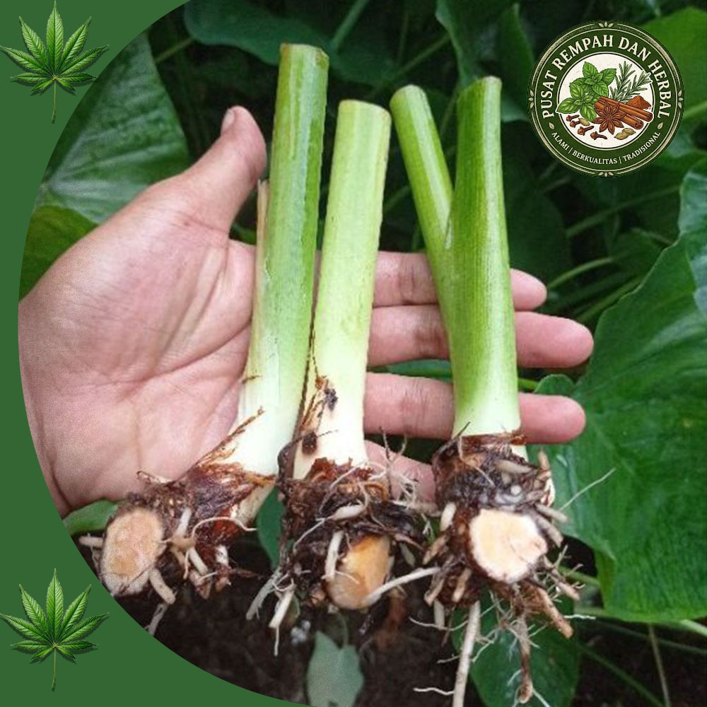 Bibit Talas Bogor Asli / Talas Pratama P1  Bibit Talas Ketan Super Unggul Siap Tanam