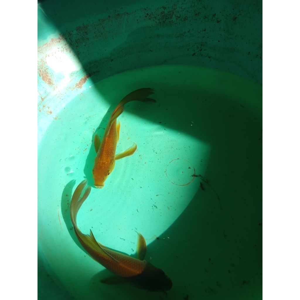 Paket 2 ekor Koi Slayer Rawatan Kolam