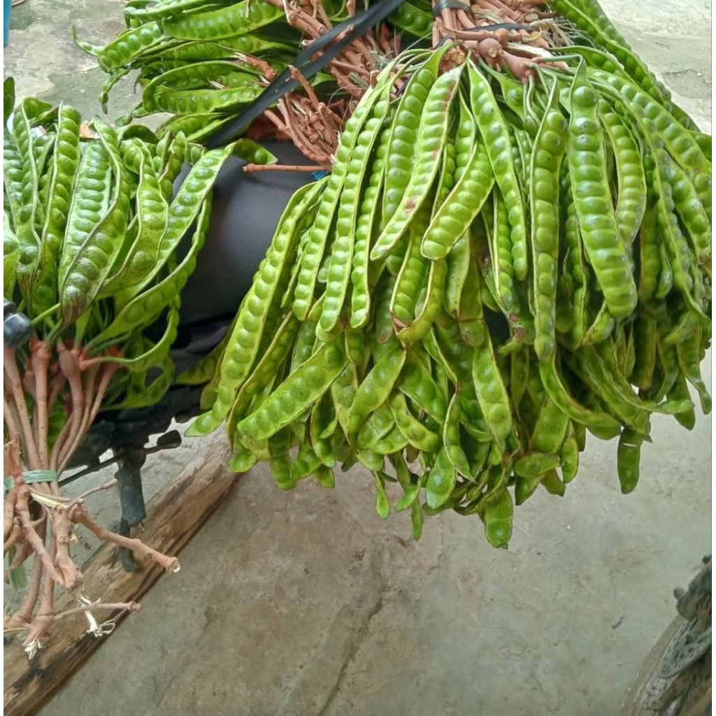 petai tua pete fresh tua 10 lonjor