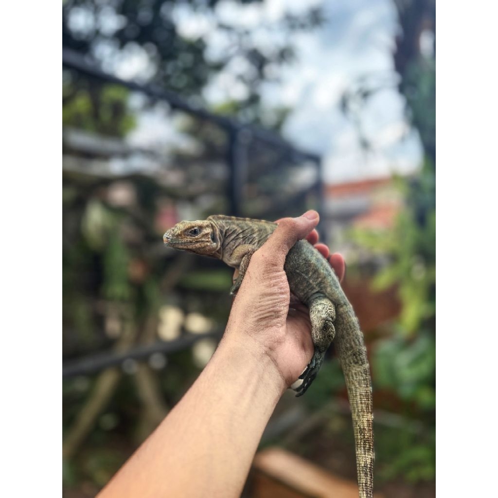 mainan iguana rhino 47-50cm