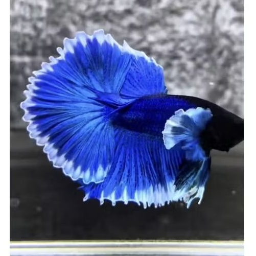 ( BISA COD ) ikan Hias cupang Blurim plakat asli import