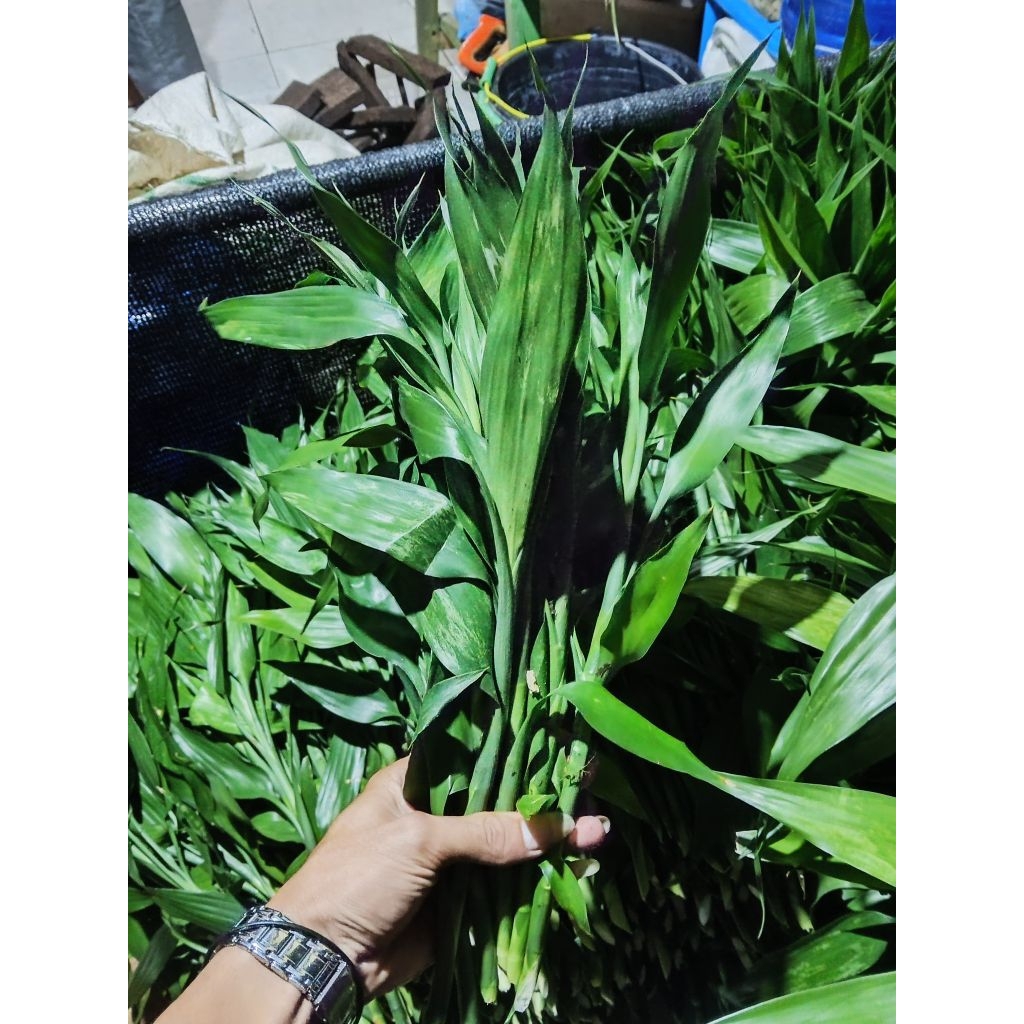 jual tanaman Sri rejeki(aglaonema)