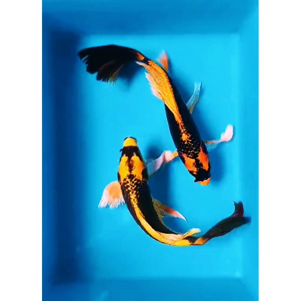 paket 1 pcs koi Kabuto slayer kumpay size 9_13 cm  kwalitas terbaik/ koi Kabuto slayer