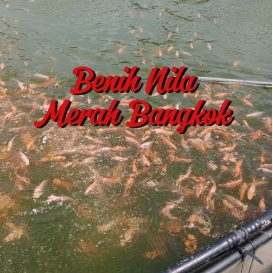 2-4 cm Bibit Ikan NILA MERAH BANGKOK dan NILA HITAM GIFT - BACA DESKRIPSI DULU YA