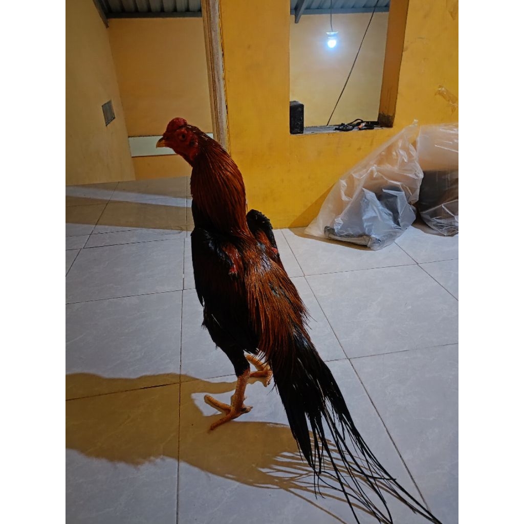 ayam Bangkok ekor lidi