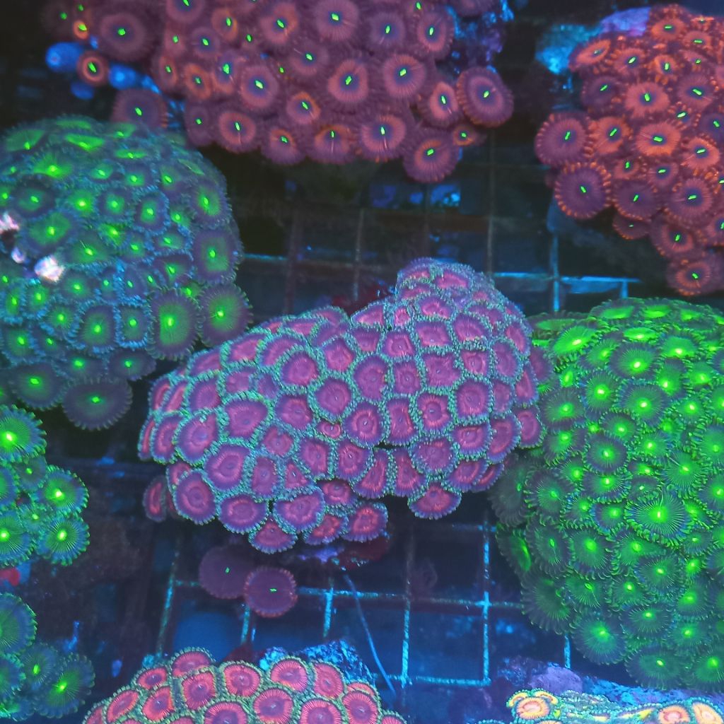coral zoa mini koloni