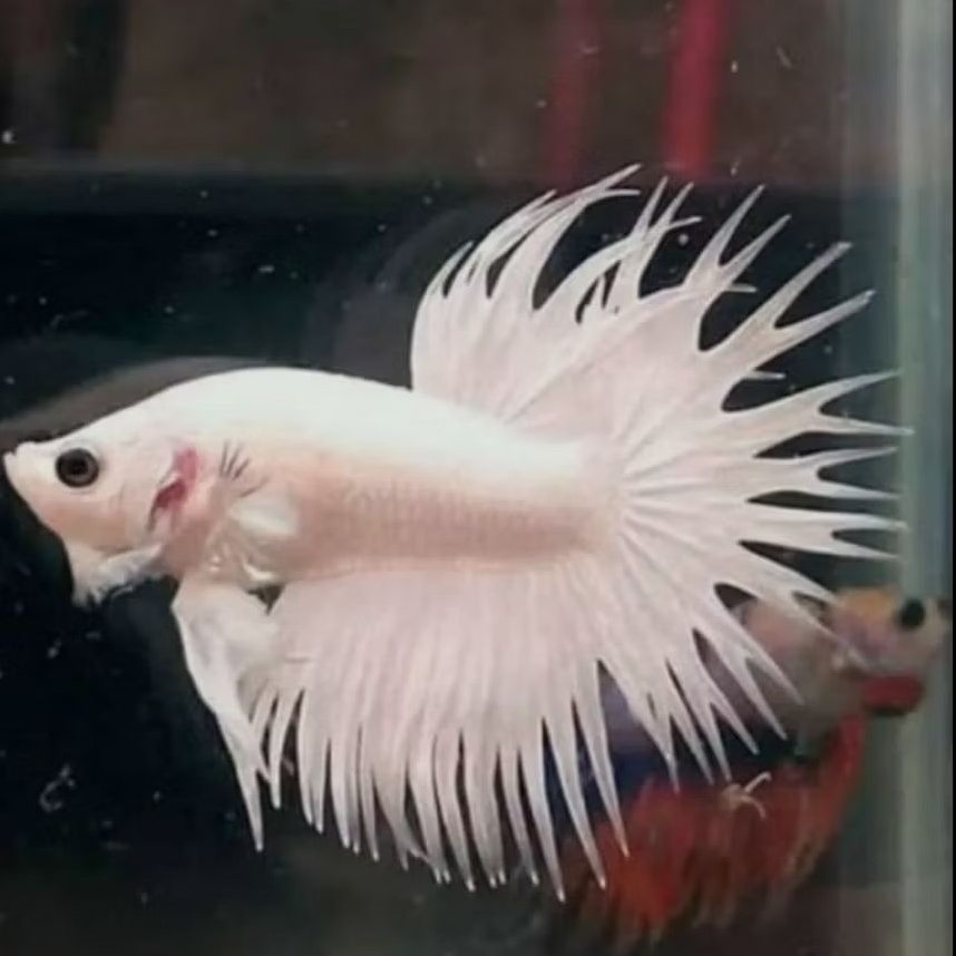 Ikan Cupang Crowntail White Platinum - Warna Terang - Sehat Aktif