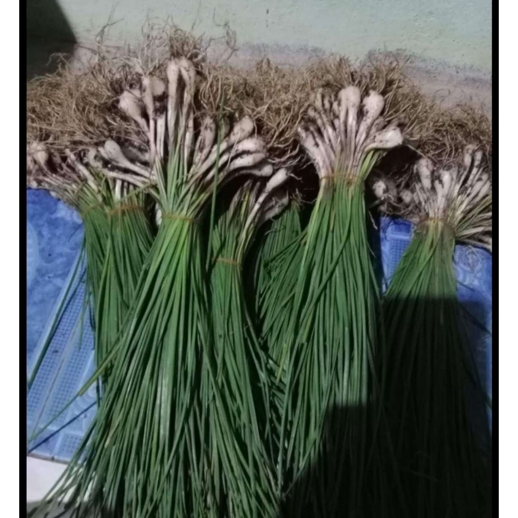 BIBIT KUCAI SIAP TANAM