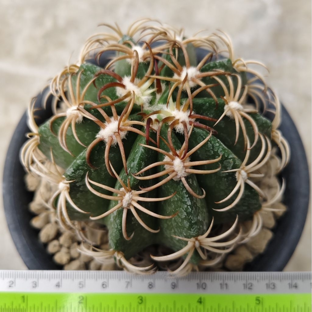 Tanaman Kaktus Melocactus unguispinus size besar