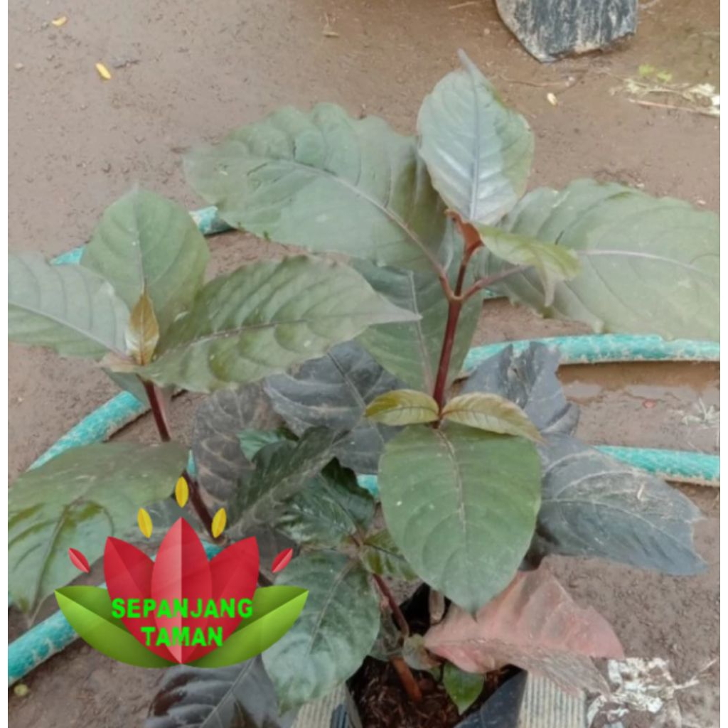 Tanaman Herbal Handeleum Daun Ungu / Tanaman Daun Ungu Herbal