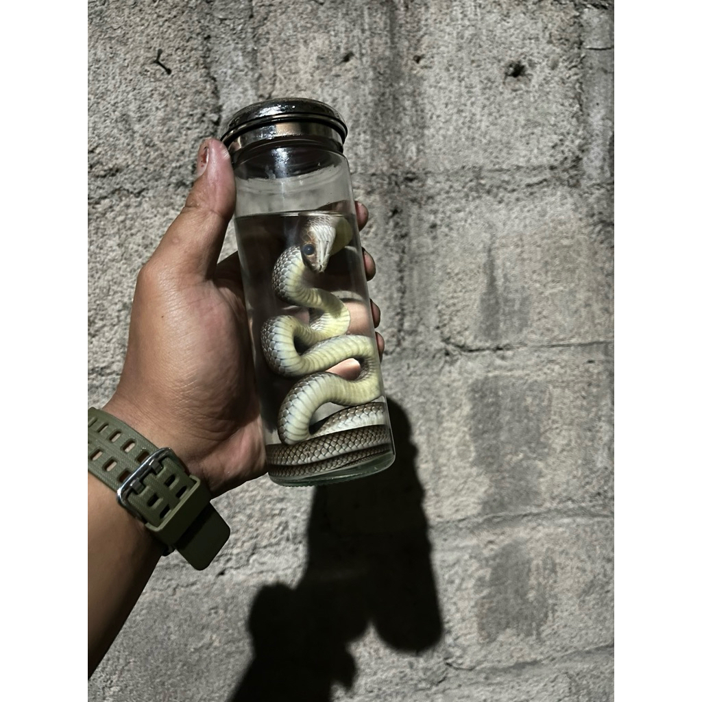 Decor - Hiasan Botol Ular Awet