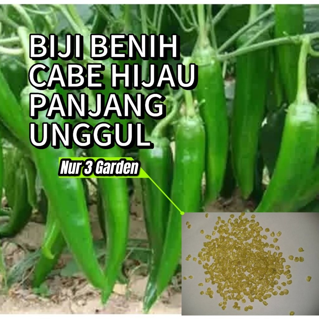 250 biji benih cabe hijau panjang unggul
