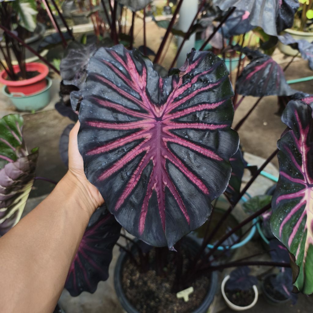 Colocasia The King terbest seller size anakan