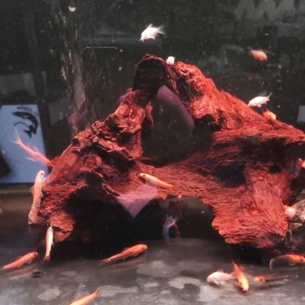 ikan pemakan lumut(Algae eater, sapu- sapu albino,repin albino)