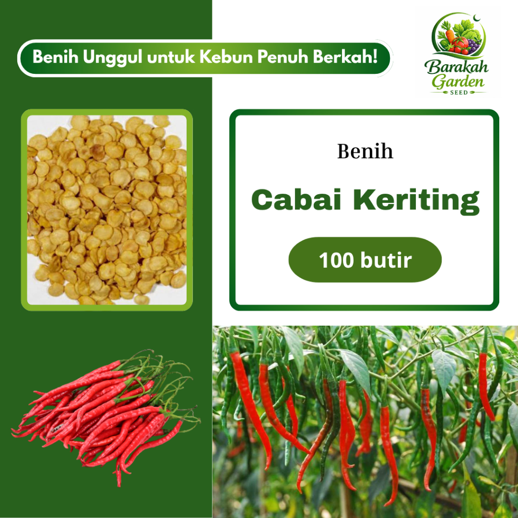 100 butir BENIH CABAI KERITING LOKAL UNGGUL I EXTRA BONUS