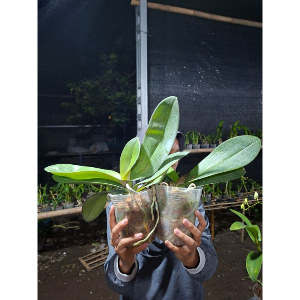 ANGBUL DEWASA PASCA (BEDA WARNA)