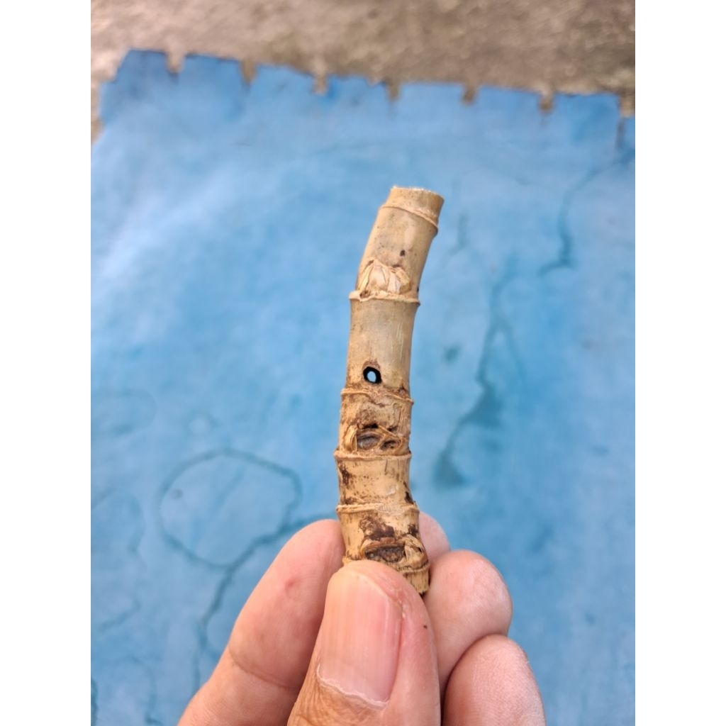 BAMBU UNIK COMBONG TEMBUS (7 CM) ORI