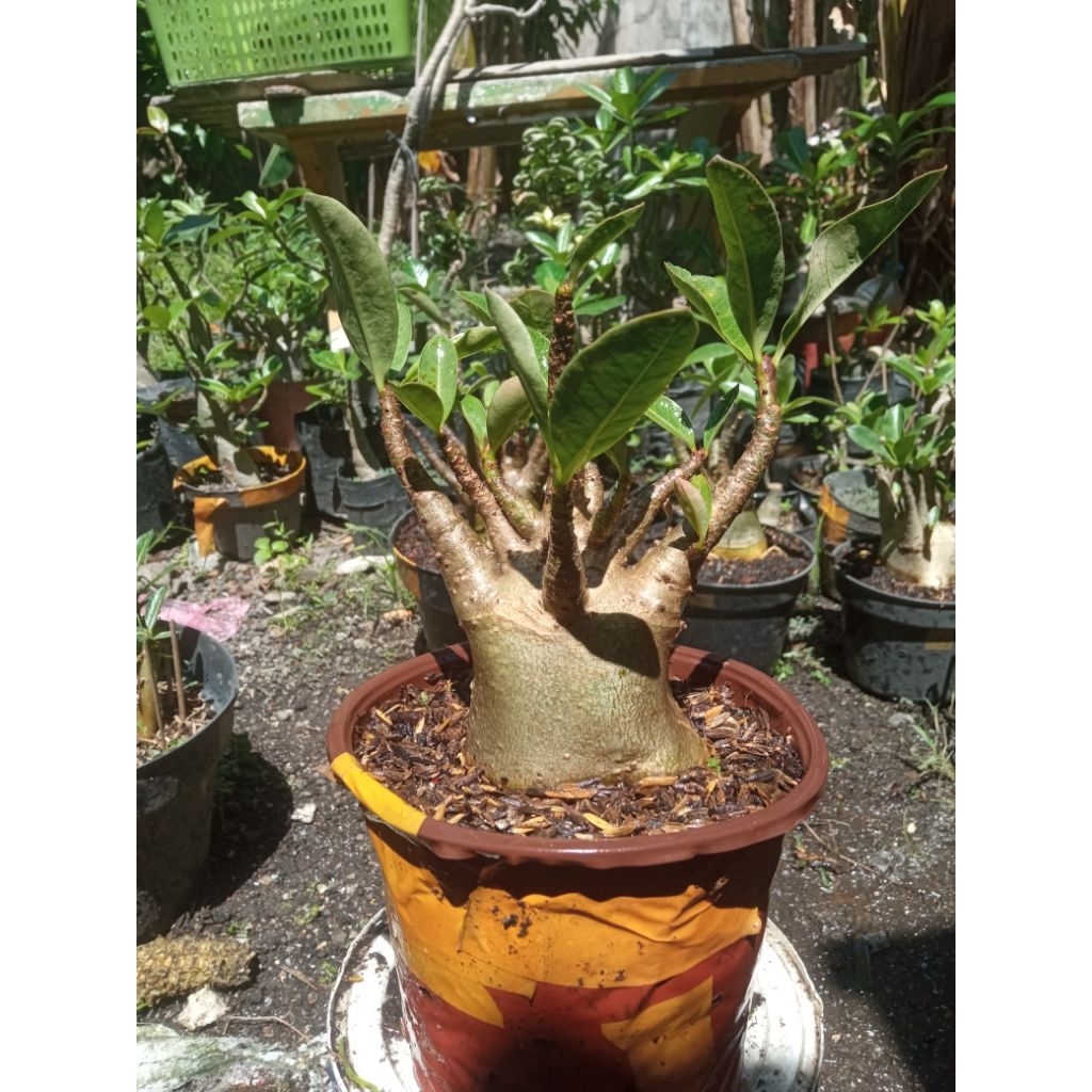adenium godji x ara