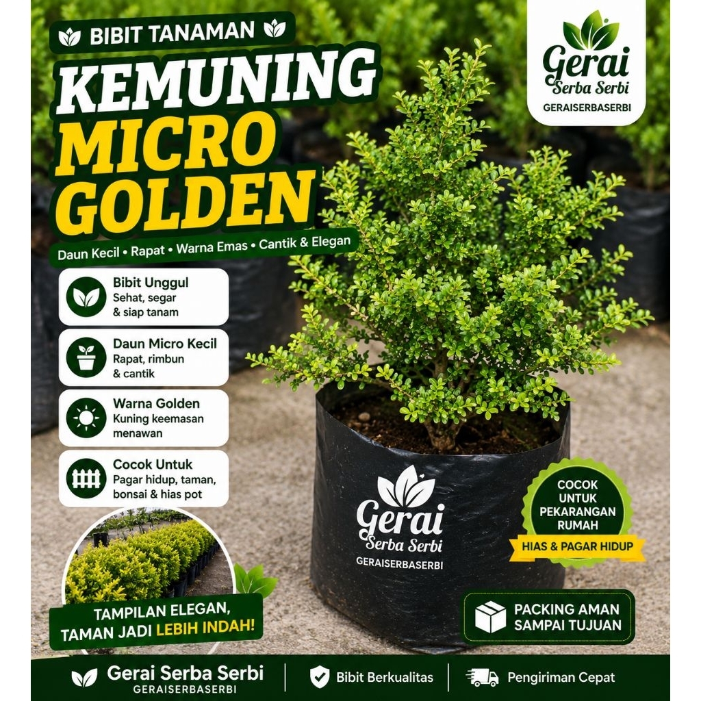 Beli 2 Gratis 1 | Tanaman Hias Kemuning Super Mikro Golden – Cocok untuk Bahan Bonsai