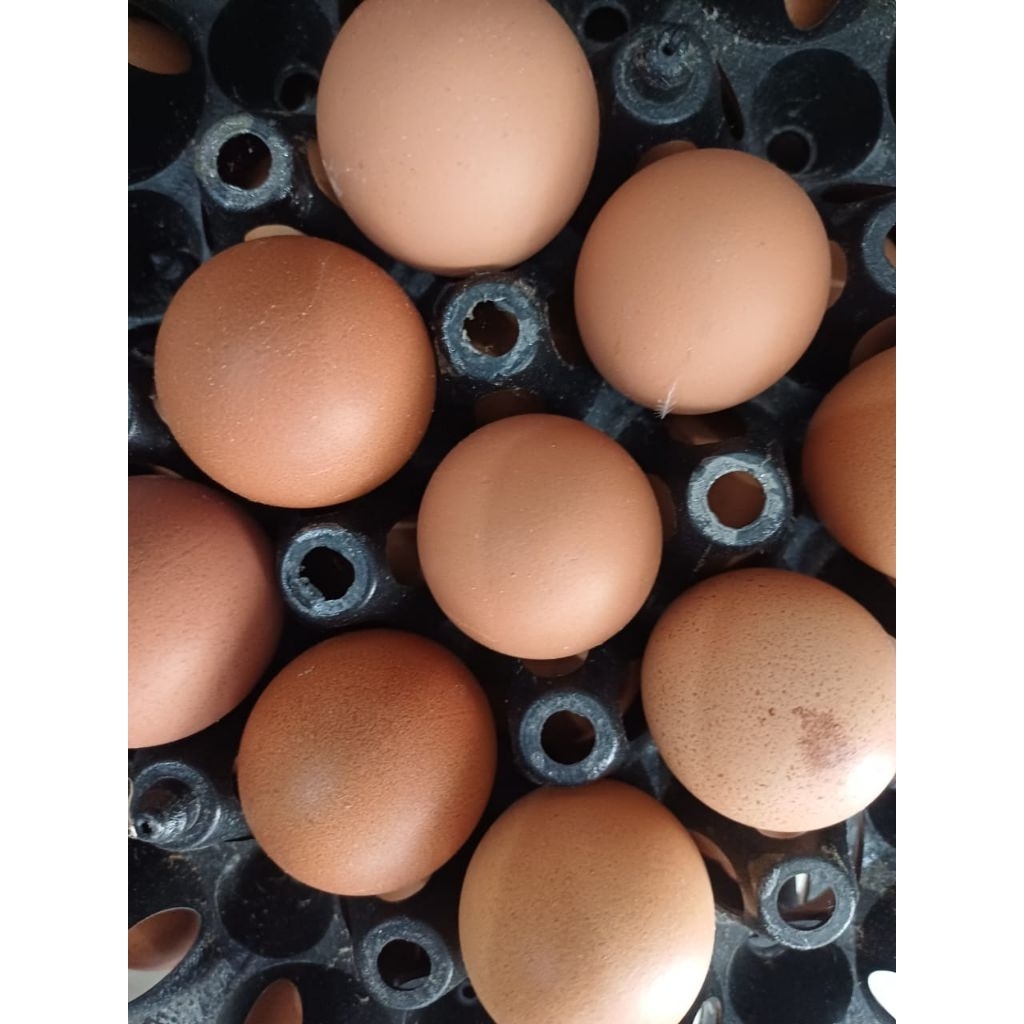 Telur Ayam negri 1kg, telur omega 1kg